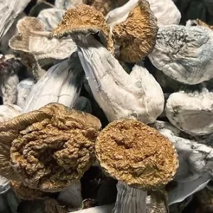 Beställ Penis Envy Magic Mushroom