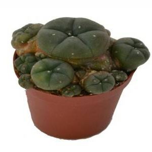 Köpa Peyote Cactus